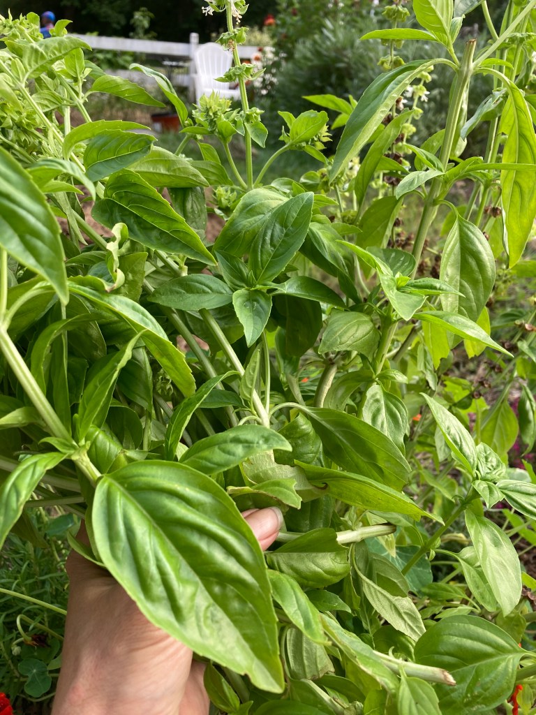 Basil harvest in September