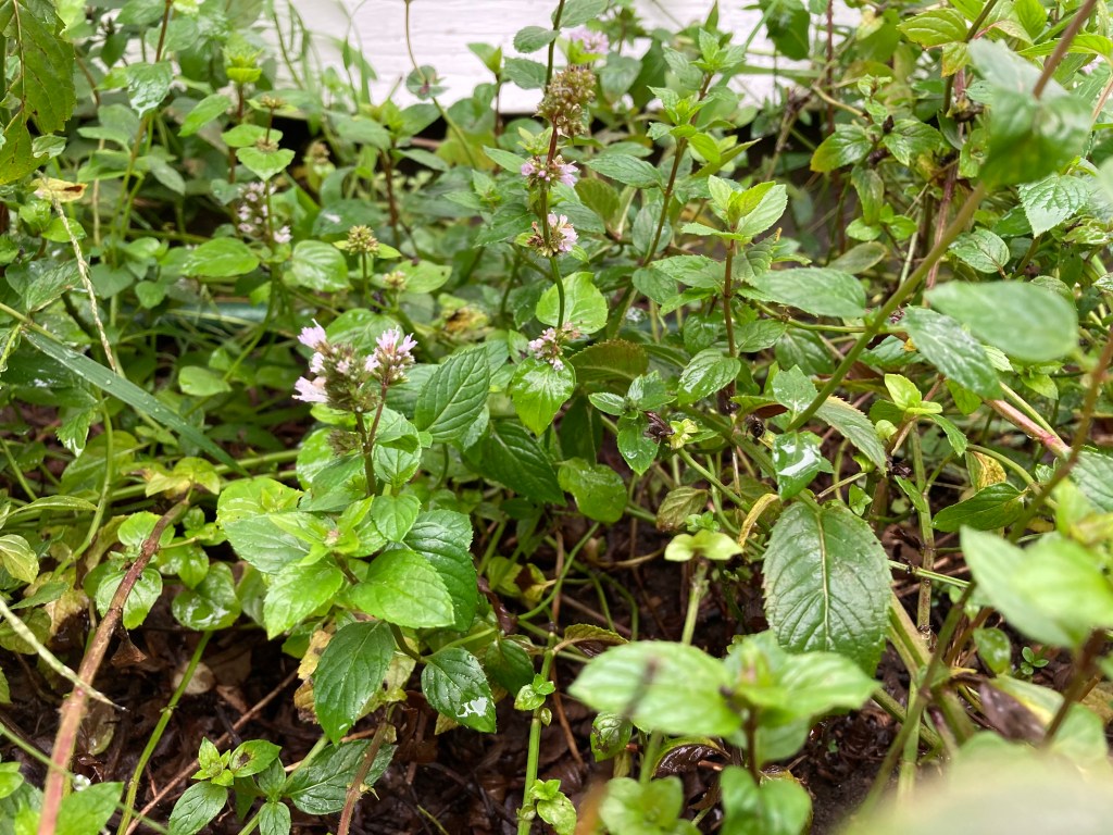 Peppermint plants