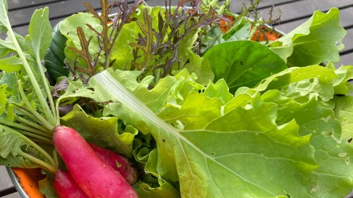 radishes and lettuc etogether