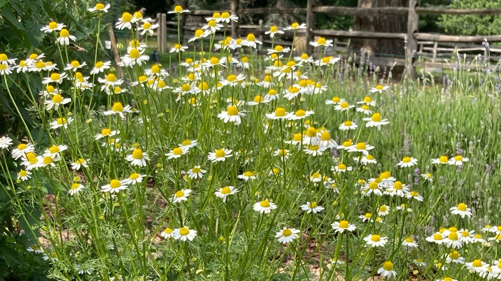 chamomile growing in my herb garden