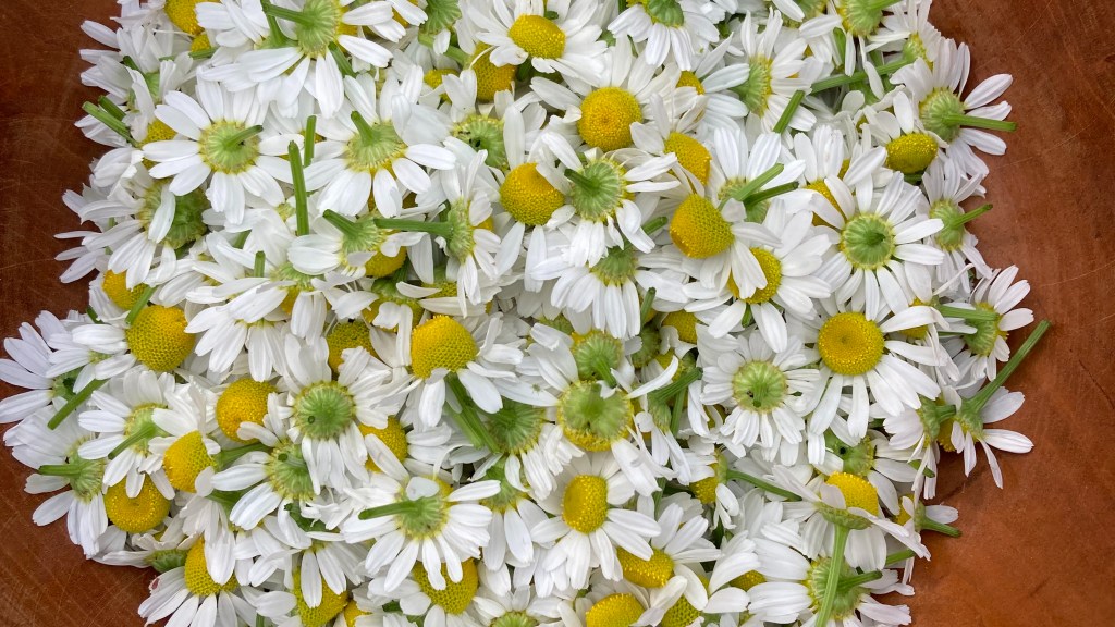 Harvested Chamomile flowers