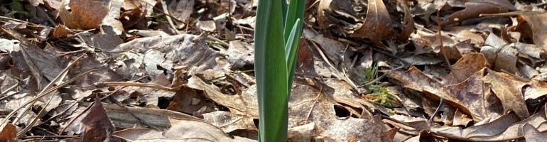 small green blades of garlic emerging from a bed of leaves