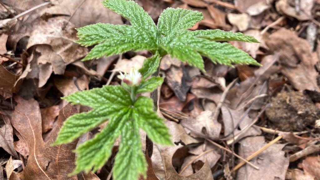 Two 7-leaved plants emerge from the brown leaves