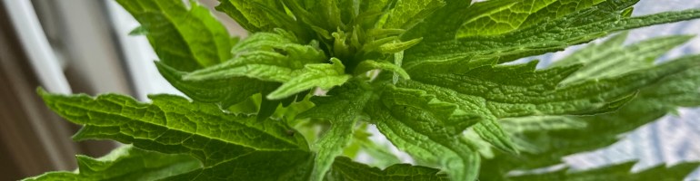 serated green leaves