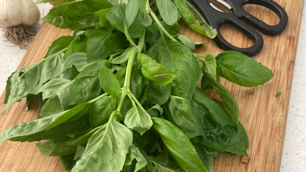 basil on a cutting board with garlic and scissors