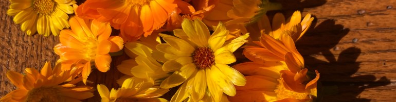 Orange and Yellow Calendula flowers