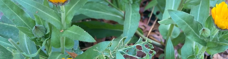 calendula blossoms on their green stems