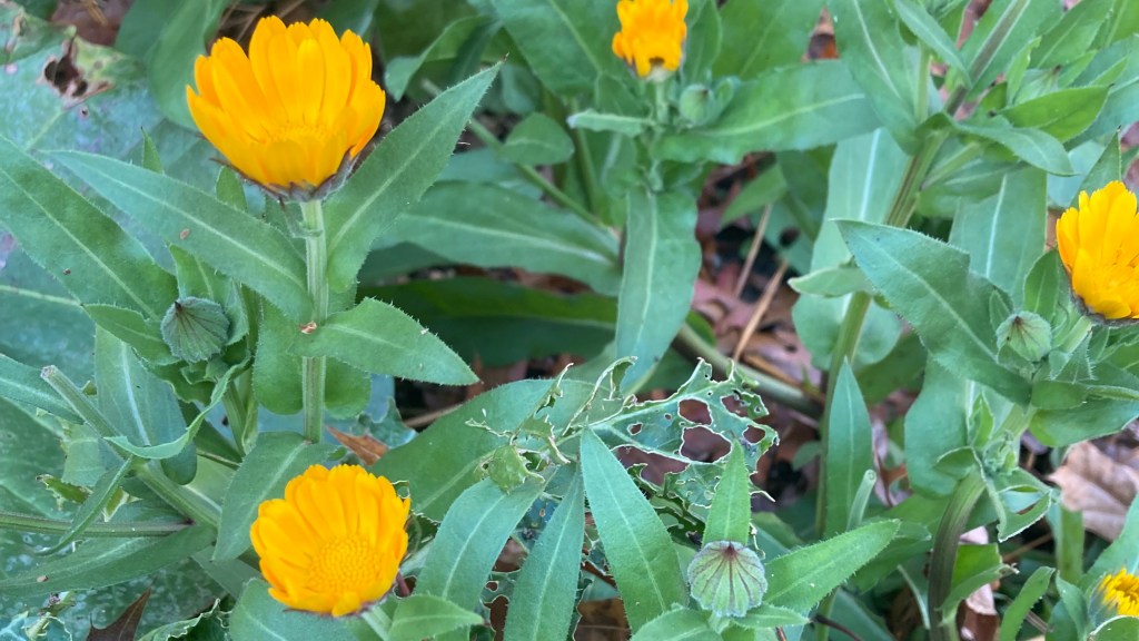 calendula blossoms on their green stems