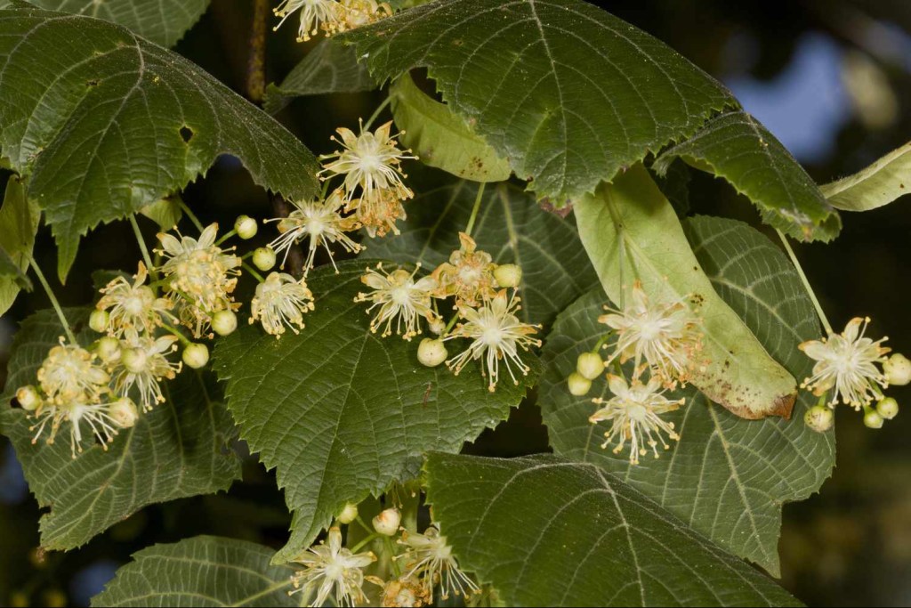 linden tree leaves and flowers,