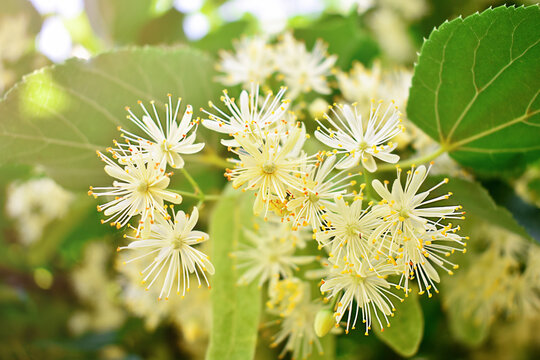 yellow and white Linden flowers blooming