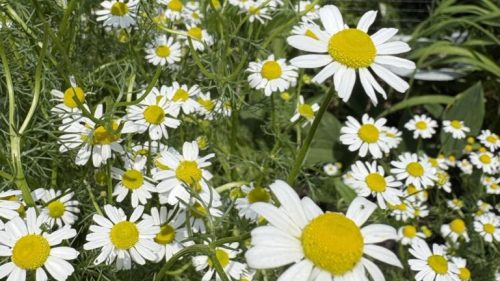 chamomile flowers 