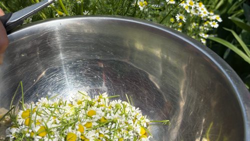 chamomile flowers in a bowl