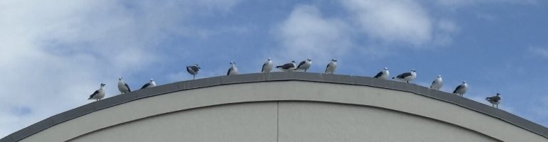 seagulls sitting in a line on a curved roof