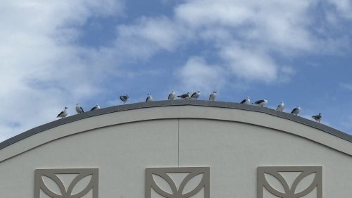 seagulls sitting in a line on a curved roof