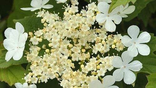 viburnum opulus in flower