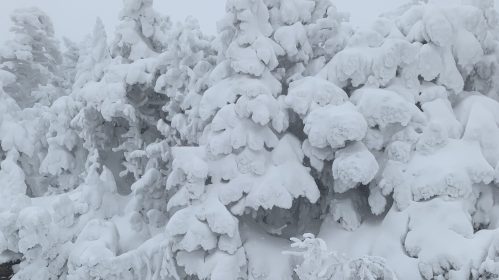 snow on trees