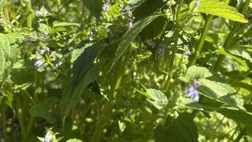 Mint family plant in bloom with blue-purple flowers.