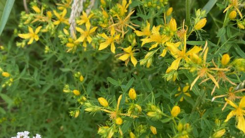 Yellow flowers with green leaves in the backdrop