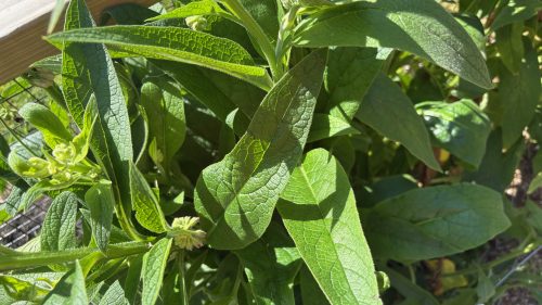 green leaves in the sunshine