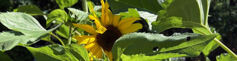 a sunflower partially hidden by it's foliage