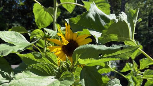 a sunflower partially hidden by it's foliage