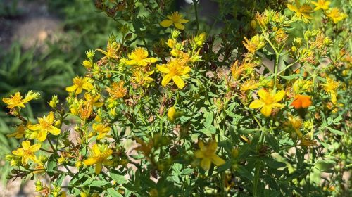 yellow flowers in the sunshine