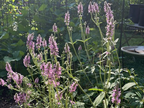 purple spire flowers in slanting sun