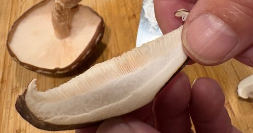 close up of a cross section of a shiitake mushroom