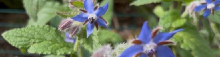 Blue flowers blooming with a green backdrop of foliage