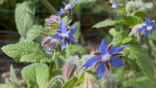 Blue flowers blooming with a green backdrop of foliage