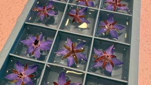 blue flowers floating in an ice tray filled with water