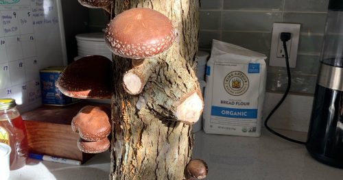 mushrooms growing on a log